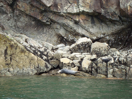 Seals on Anvil Island